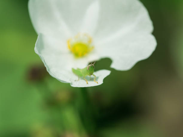 istock Grasshopper Sitting Comfortably on The White Flower 887270840