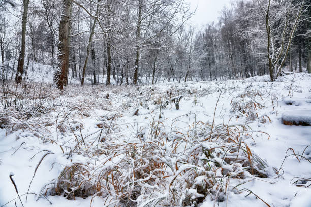 istock Snow-covered trees in the city park 887276292