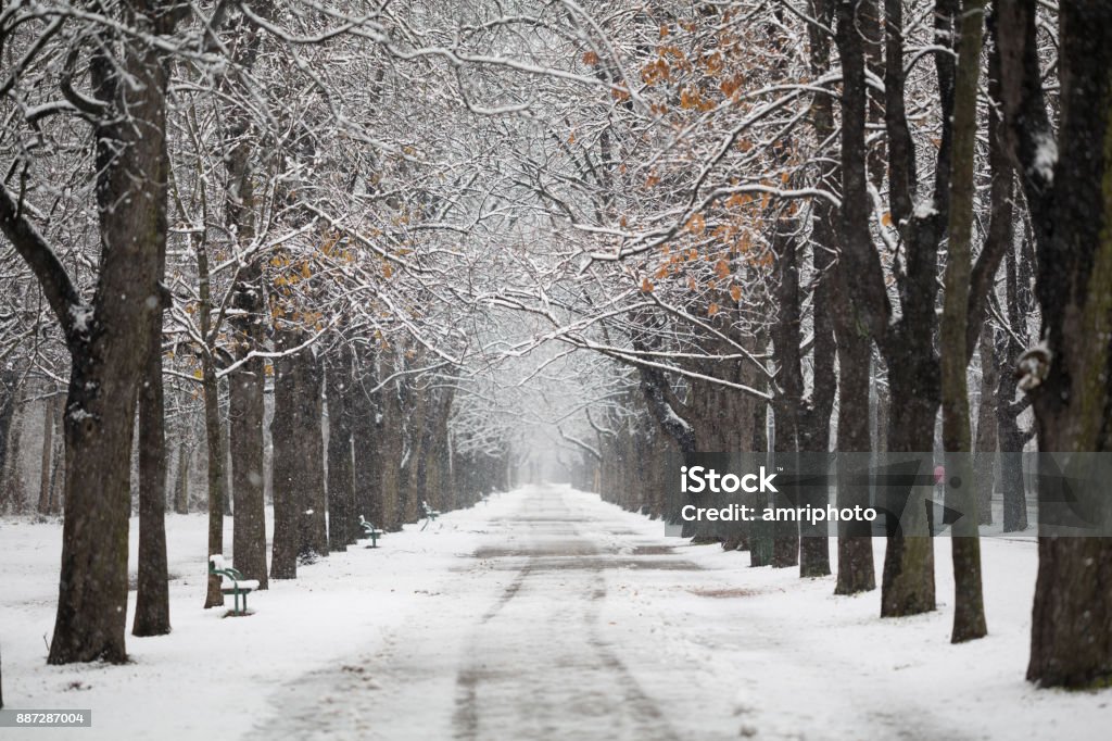 4 Seasons - alley in winter with snow snow on alley path with many trees after outbreatk of winter in blizzard snowstorm danger of glaze ice weather and climate bad weather theme Footpath Stock Photo
