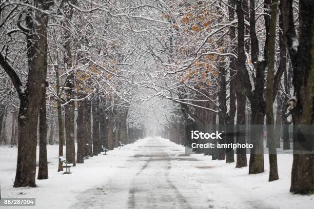 4 Seasons Alley In Winter With Snow Stock Photo - Download Image Now - Footpath, Backgrounds, Forest