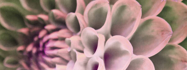 istock Dahlia in a formal garden 887287026