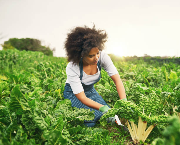istock It's been a good season for spinach 887287286