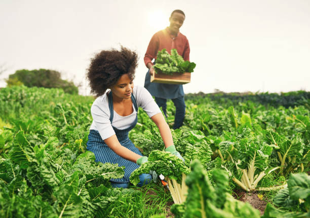 istock It was a great season for spinach 887287288