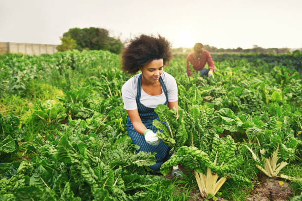 istock These are some green leaves 887287294