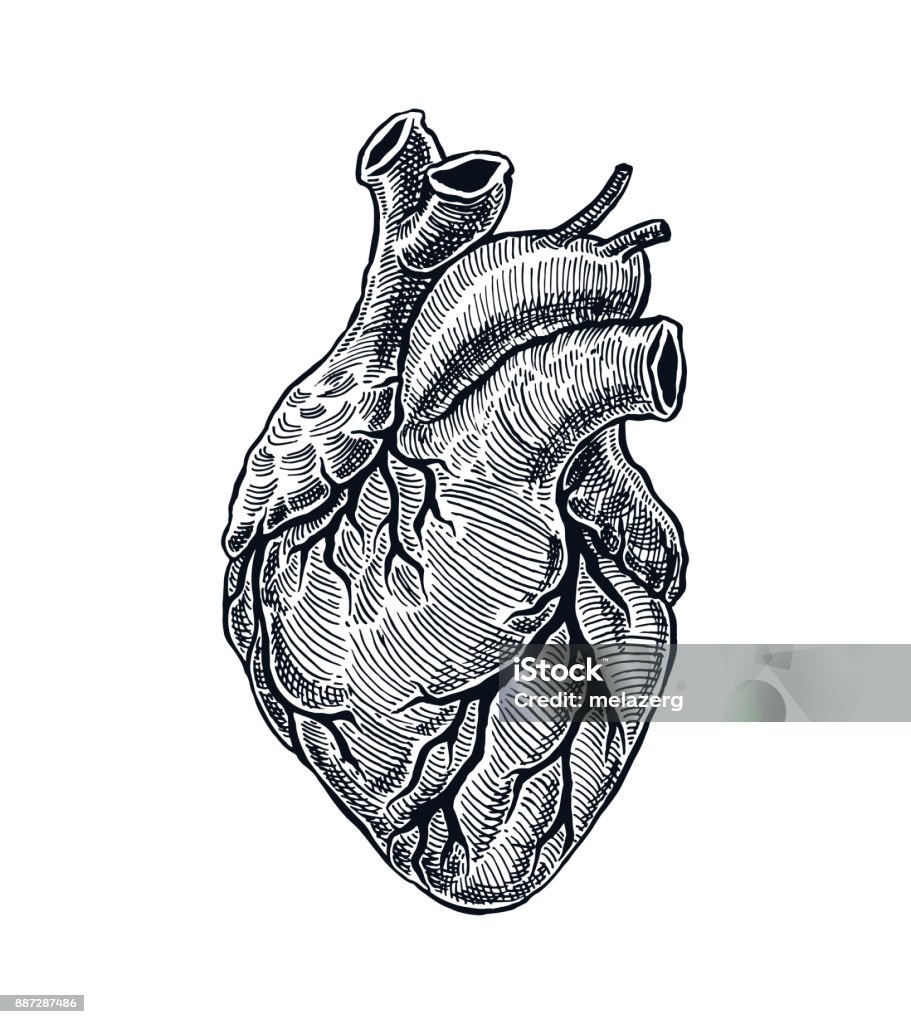 リアルな人間の心 - 心臓のロイヤリティフリーベクトルアート
