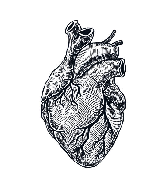 Realistic Human Heart Realistic Human Heart. Vintage style. Hand Drawn illustration heart internal organ stock illustrations