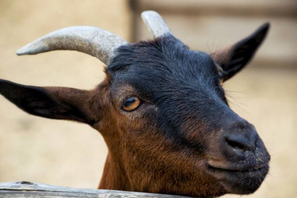 istock Mountain goat. Shooting in the summer. 887288002