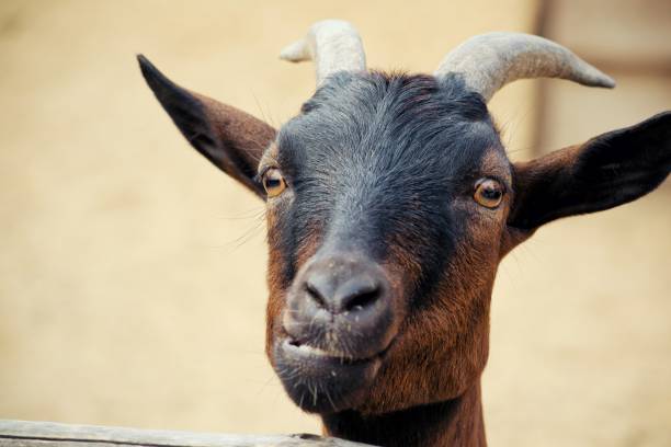 istock Mountain goat. Shooting in the summer. 887288006