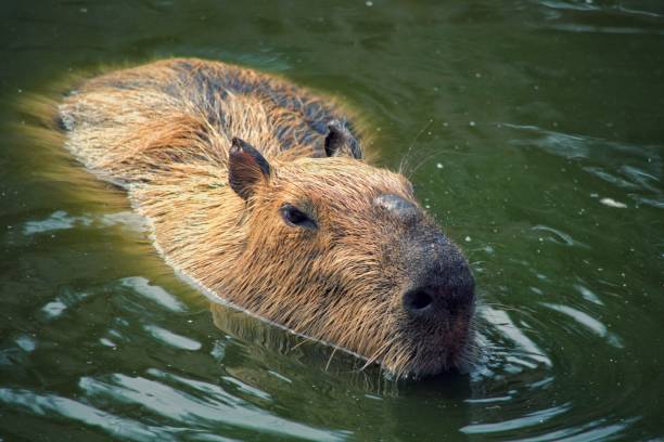 istock Hydrochoerus hydrochaeris. Semi-water herbivorous mammal. 887294354