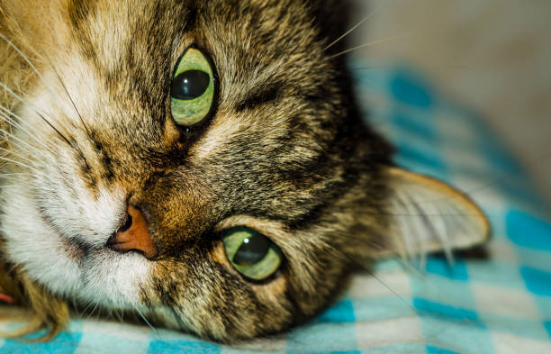 istock portrait of a cat 887294604