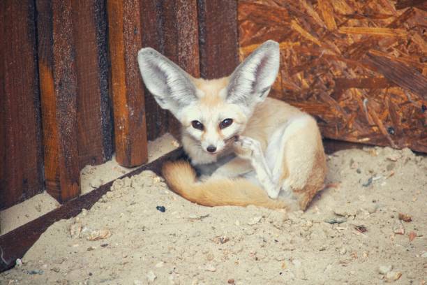 705 Animals With Big Ears Stock Photos, Pictures & Royalty-Free Images -  iStock | Fennec fox, Elephant