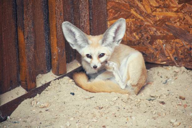 705 Animals With Big Ears Stock Photos, Pictures & Royalty-Free Images - iStock | Fennec fox, Elephant 705 Animals With Big Ears Stock Photos, Pictures & Royalty-Free Images - iStock | Fennec fox, Elephant