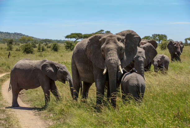 istock An African Elephant with her calf 887298802