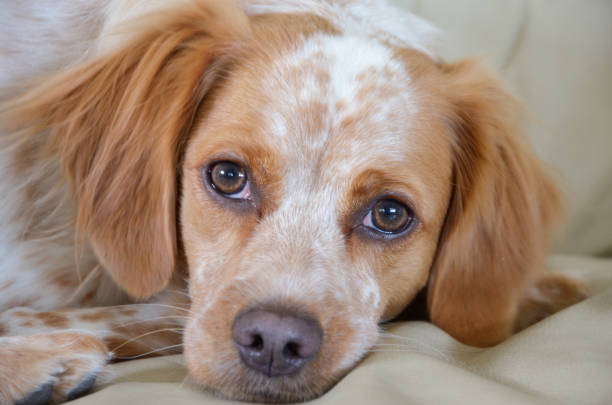 istock Portrait of Brittany spaniel dog 887299206