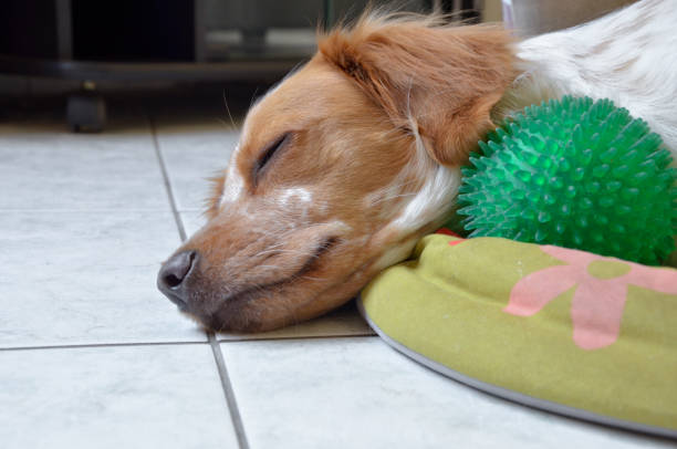 istock Head of cute Breton dog sleeping 887299346
