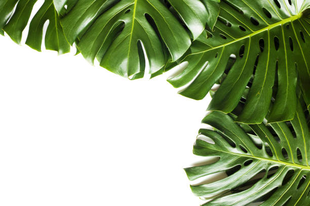 istock Monstera, a tropical plant on a white background. 887305998