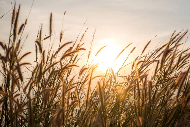 белый цветок трава поле с силуэтом солнечного света - nature abstract sunlight cereal plant wheat стоковые фото и изображения