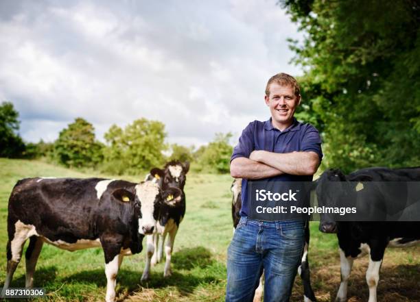 Home Is Where My Cows Are Stock Photo - Download Image Now - Farmer, Domestic Cattle, Cow