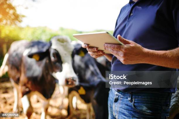 Nutzung Von Apps Für Die Agrarindustrie Entwickelt Stockfoto und mehr Bilder von Bauernberuf - Bauernberuf, Technologie, Landwirtschaft