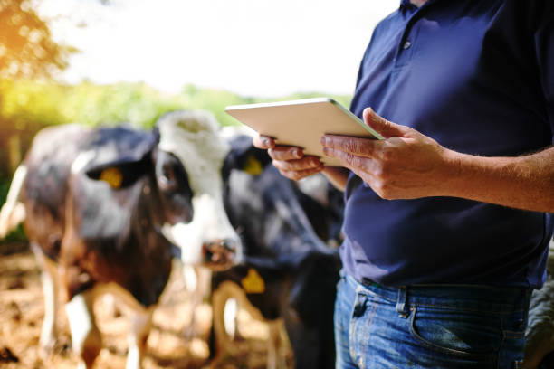 Using apps designed for the agribusiness Shot of a farmer using a digital tablet on his farm dairy farm photos stock pictures, royalty-free photos & images
