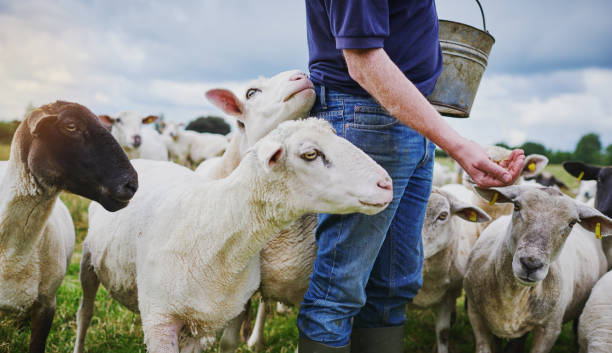 istock He who holds the feed bucket holds the power 887310872