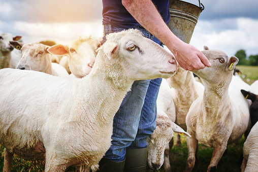 Shot of a male farmer feeding a herd of sheep on a farm