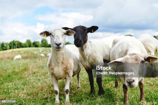 Photo libre de droit de Traîner Avec Ma Ferme Fam banque d'images et plus d'images libres de droit de Mouton - Mouton, Caprin, Étiquette d'identification du bétail