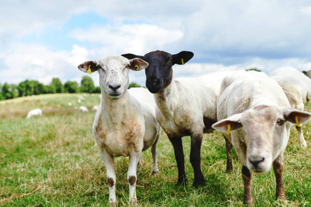 Hanging out with my farm fam Cropped shot of sheep on a farm wildlife tracking tag stock pictures, royalty-free photos & images