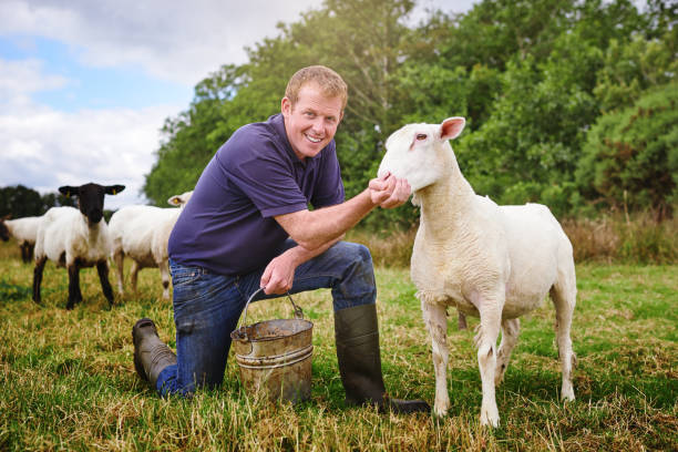 istock My sheep feeds on the best 887311772