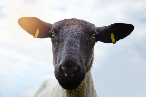 close-up of white sheep's face