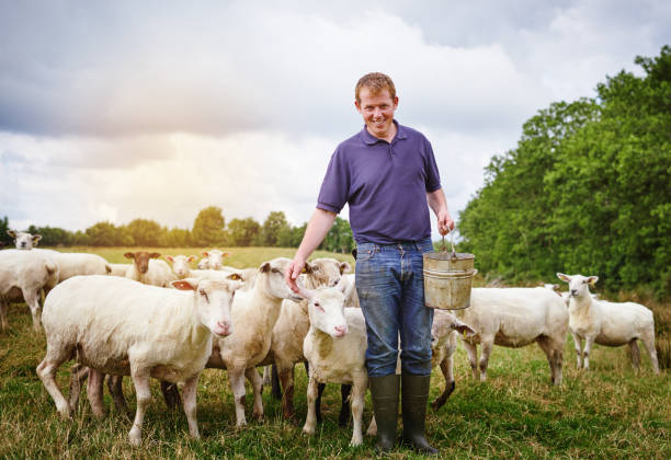istock The pied piper of sheep 887311968