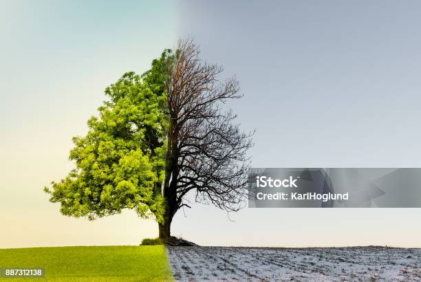 Foto de Árvore Com Mudança De Clima Ou Temporada e mais fotos de stock de Árvore - Árvore, Inverno, Mudança