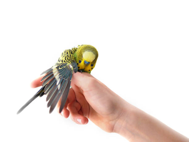 istock Wavy parrot sits on the hand isolated on white background . The parrot spread its wings. 887312834