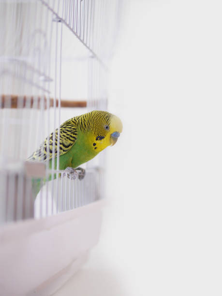 istock Green wavy parrot is sitting on a white cage. White cage with a bird on a white background. The parrot looks out of the cage. 887312900