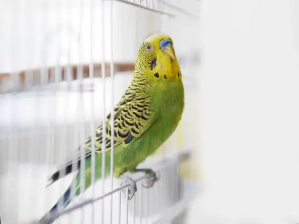 Green wavy parrot is sitting on a white cage. White cage with a bird on a white background. The parrot looks out of the cage.