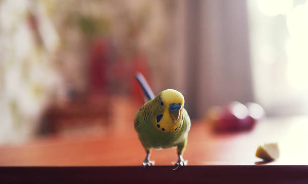 istock Wavy parrot on the table. Parrot next to the fruit. The green parrot. 887313000