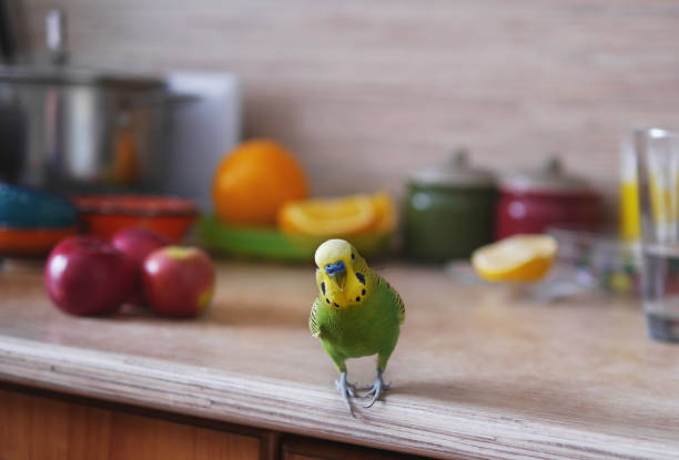 istock Wavy parrot on the table. Parrot next to the fruit. The green parrot. 887313006