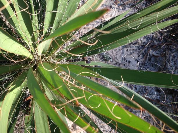 istock Vertical shot of Beargrass with spiralling threads on leaf edges 887313198
