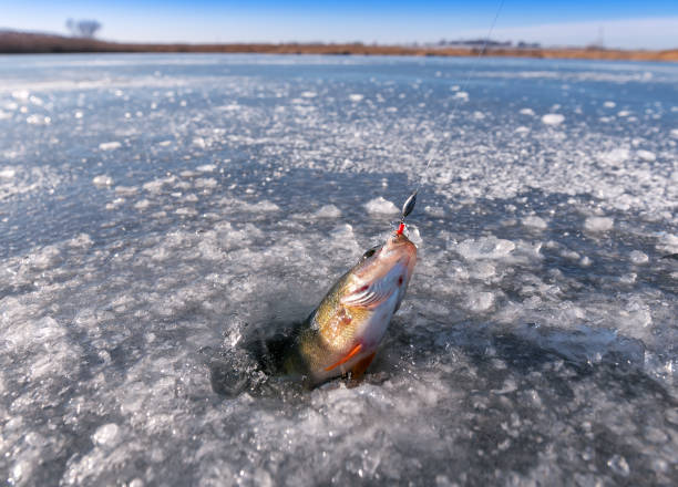 istock winter, fishing, perch 887315890