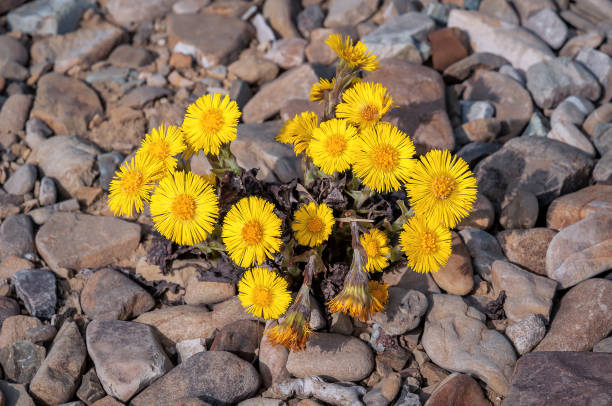 istock yellow coltsfoot flower 887318160