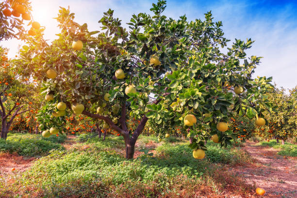 ripe pomelo fruits Ripe pomelo fruits hang on the trees in the citrus garden. Harvest of tropical pomelo in orchard grapefruit photos stock pictures, royalty-free photos & images