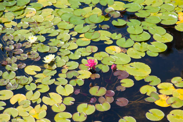 istock Water-lilies grow in a pond 887327502