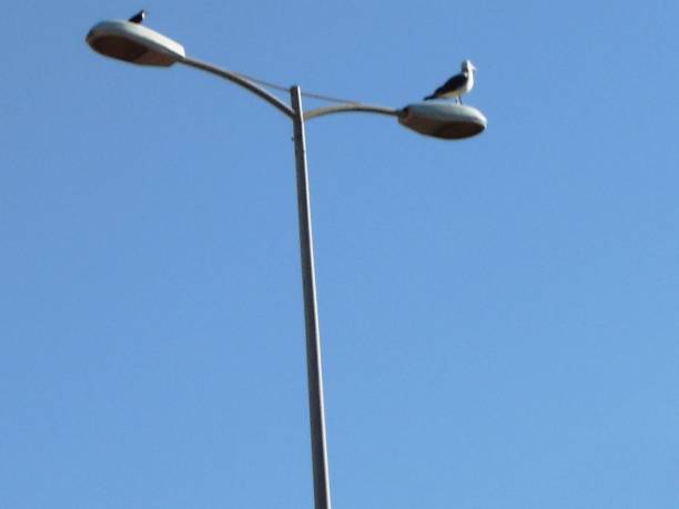 istock GULLS ON STREETLIGHTS 887330354