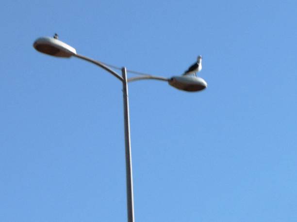 istock GULLS ON STREETLIGHTS 887330504