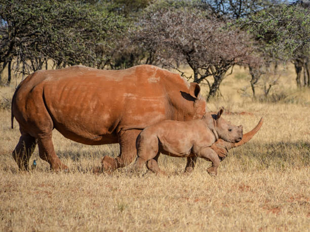 istock White Rhino Mother And Calf 887333008