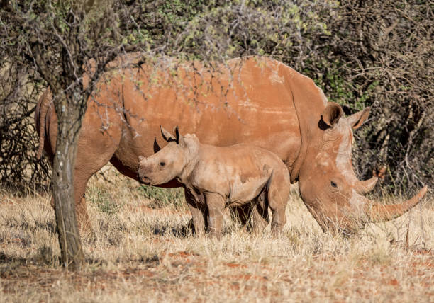 istock White Rhino Mother And Calf 887333398