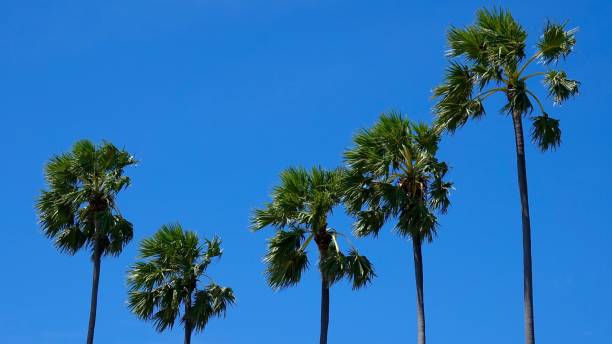 istock Palm trees growing into the blue sky 887333598