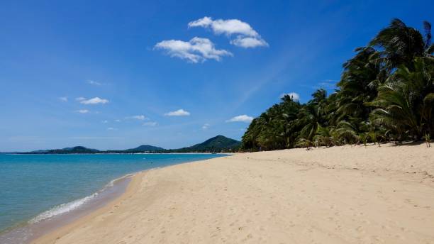 istock Coast landscape view over a nice beach with palm trees 887337630