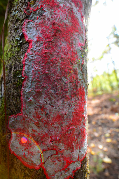 istock Wide angle macro of red lichen on tree trunk with overexposed forest in background 887338094