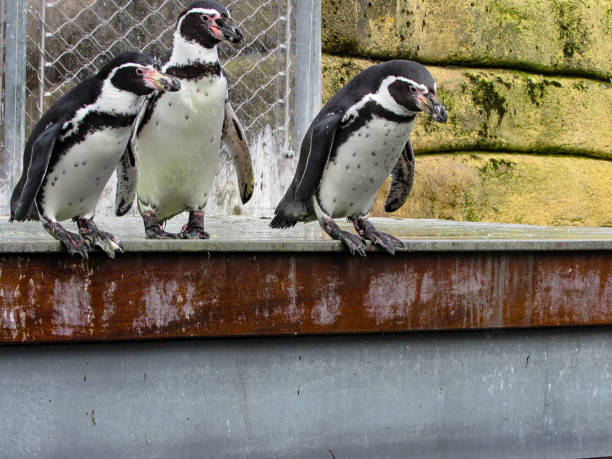 istock Humboldt Penguins (Spheniscus humboldti) Getting Ready to Jump 887340360